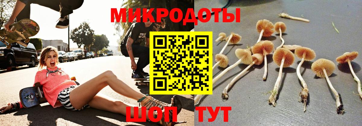 Галлюциногенные грибы Psilocybine cubensis Кудымкар